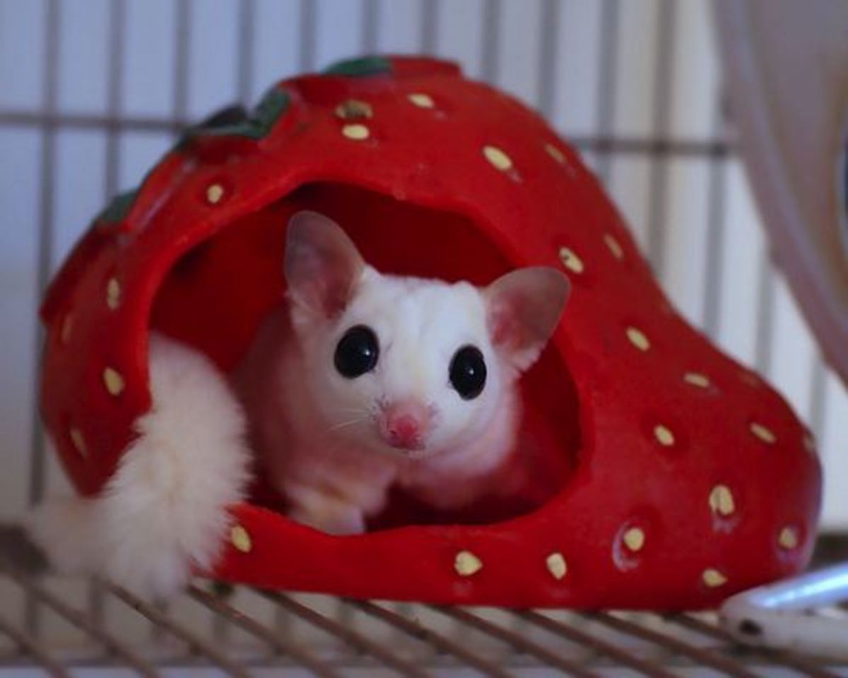 Reasons why Sugar Gliders should not be kept as Pets. | hubpages