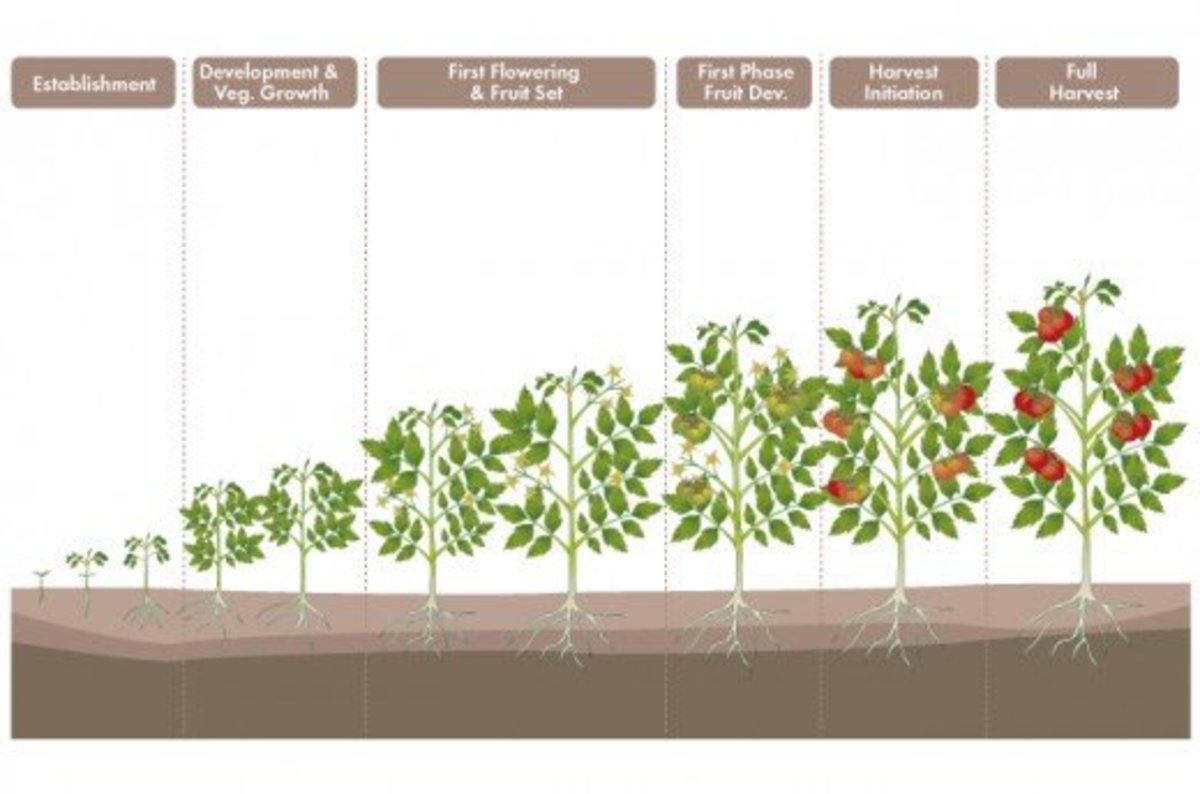 Tomato Plant Growth Chart