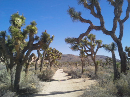 Joshua Tree National Park