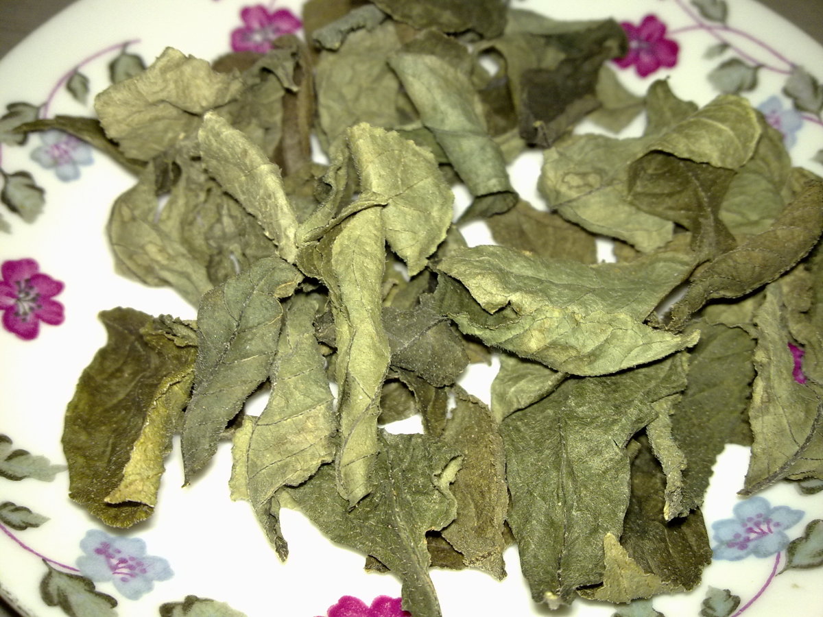Dried Chinese Tea Leaves, Crisp and Fragile with Aromatic Smell