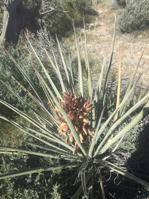 Make sure to keep an eye out for unique and beautiful desert plants like this one as you hike.