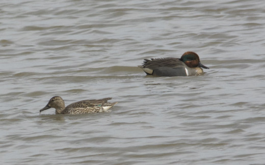 Green-winged Teal Pair