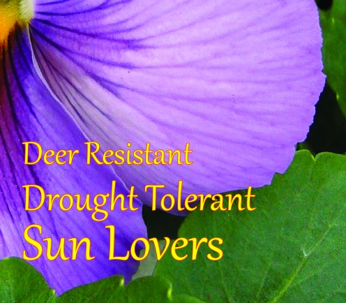 Low Maintenance Plants for Sunny Areas Low Maintenance Plants for Sunny Areas