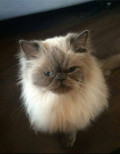 Does My Cat Have IBS