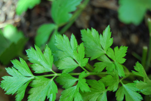 Parsley leaves and stems