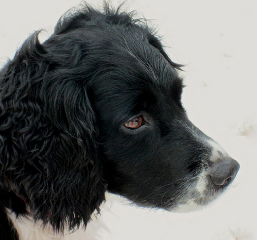 Hunter does a safety check before crossing the parking lot.  He looks toward the sound of an ambulance door being shut.