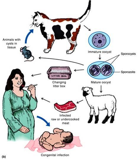 50% of World is Infected. There is no Cure! We get T. gondii Mostly from Under Cooked Meat...