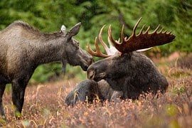 Moose cow nuzzling Moose bull