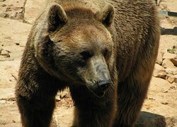 Brown bear (grizzly)