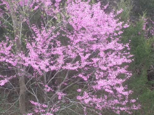 The redbuds were in bloom in the Ozarks