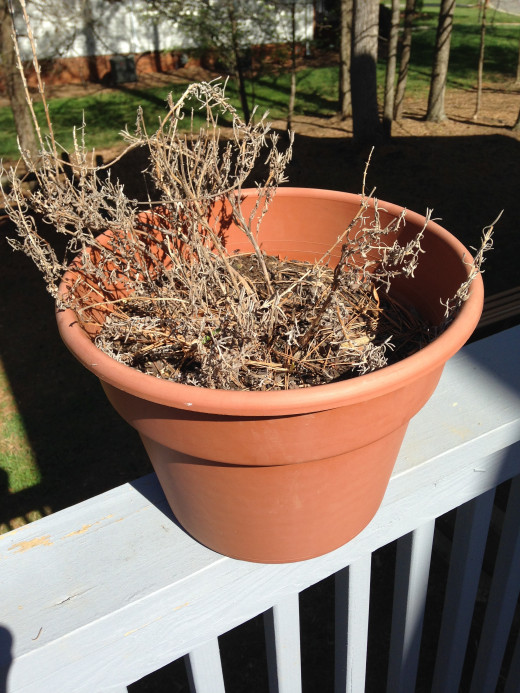 Lavender... looks like it didn't make it.