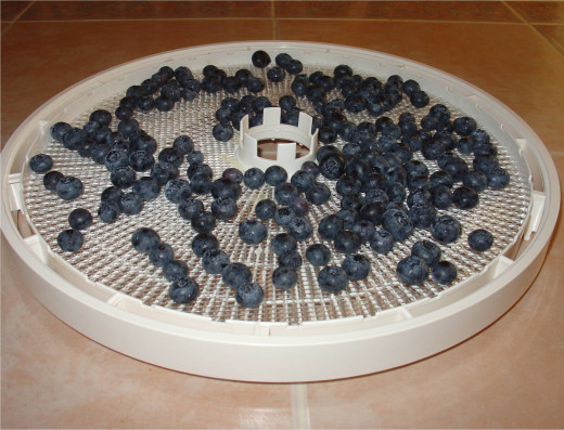 Blueberries on a dehydrator tray.