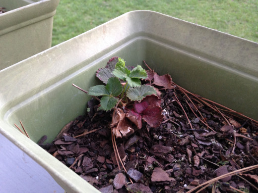 One lone June-bearing strawberry pops back up.