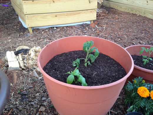 Porch Tomato and Basil