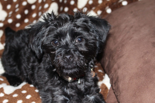 yorkie poo intelligence yorkie poo a different breed of hubpages yorkie poo intelligence yorkie poo a different breed of hubpages