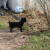 A sound in the other yard got his attention A sound in the other yard got his attention