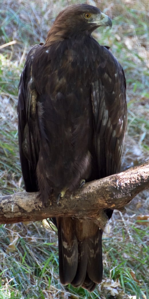 This is a confirmed Golden eagle