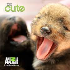 Look at the puppy. Look at it!
