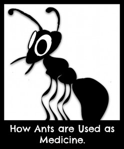 Ants as Medicine