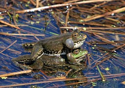 Do NOT bother these busy bullfrogs.