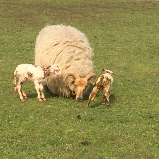Lexi with her newborn twin lambs