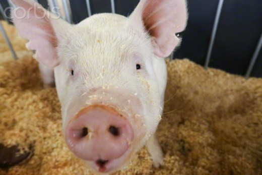 Pig in holding pen in 2014 Pork Expo in Des Moines.