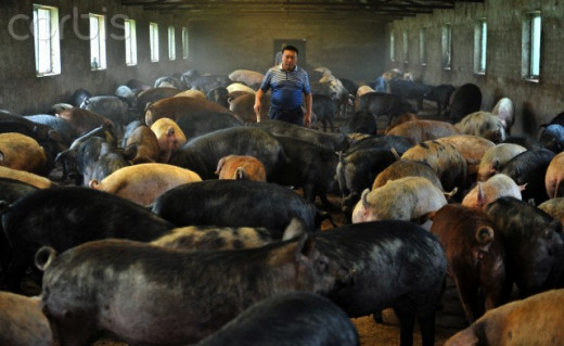 Pig farmer on the outskirts of Shenyang.