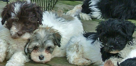 Some Havanese puppies.