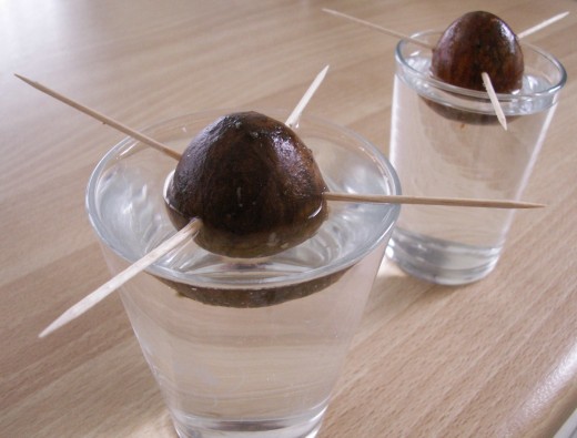 Growing Avocados from Seed