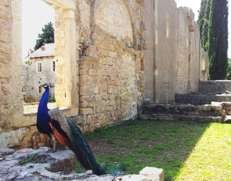 A Peacock Looking for Tourists with Cereal at Lokrum Island
