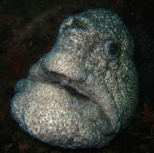 The Wolf Eel in all his Glory! 