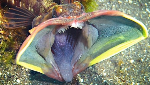 Sarcastic Fringehead ( Mouth OPEN) 