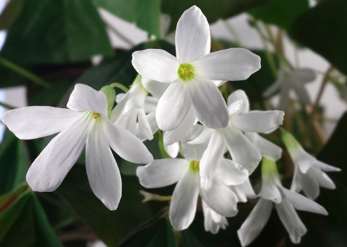 A white flower produced by a lucky shamrock plant