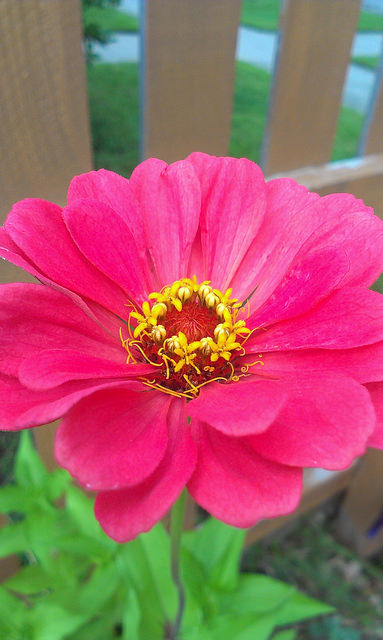Zinnia-Profusion Double Cherry