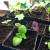 Coleus is very easy to germinate.... just don't burry the seeds! Coleus is very easy to germinate.... just don't burry the seeds!