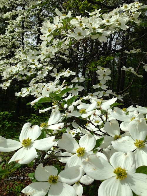 Dogwood tree blossoms are actually leaves, called bracts that open in white.