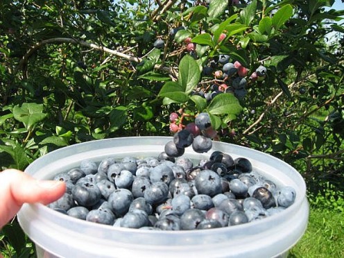 We pick blueberries at Blueberry Hill near Sanford, Maine. 