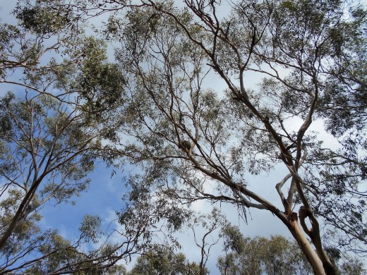 This is what you would expect to see if you look up at the trees above. There's a koala resting on the branches of this tall gum tree. 