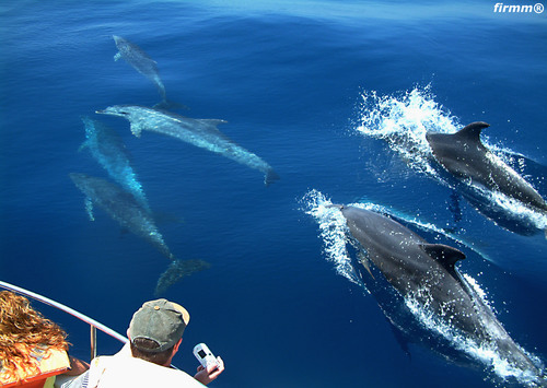whale Watching in Tarifa, Andalusia