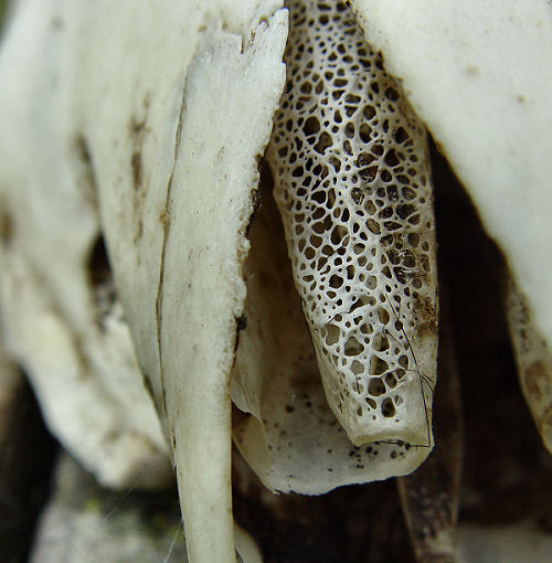 The inside of a sheep skull's nose