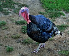 Handsome male turkey