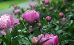 Plant Peonies for Beauty
