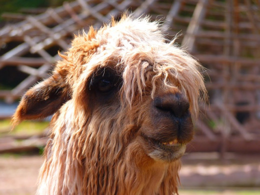 I'm a llama looking for my mmama!