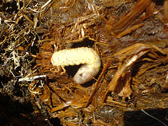 Larvae/Grub