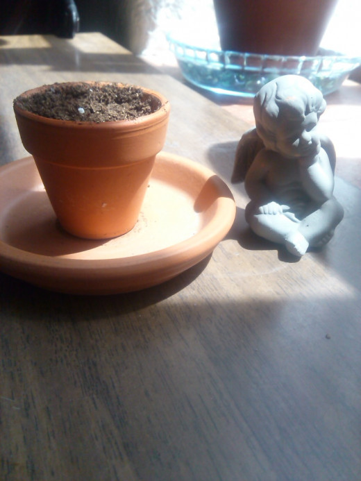 My newest additional to the garden: sage