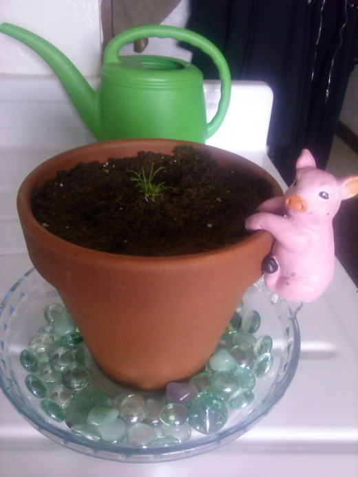 Cami, my chamomile is really growing up fast!