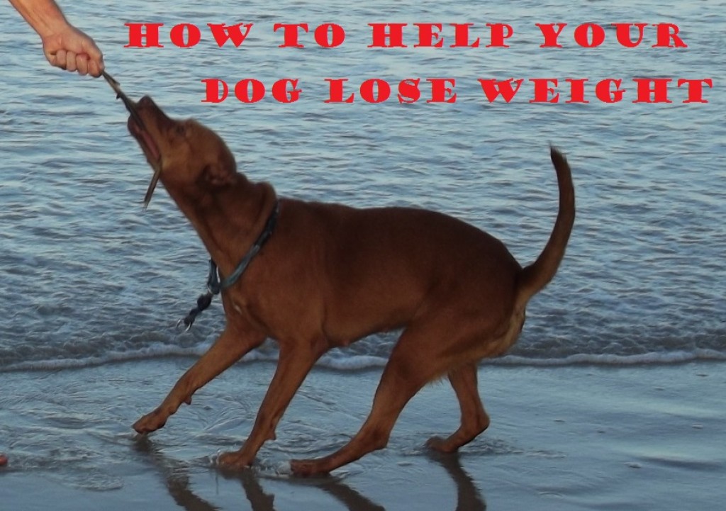 7 Exercise Tips for an Overweight Dog PetHelpful