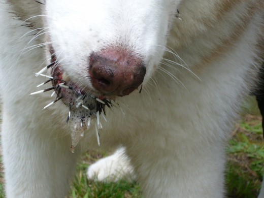A dog after a porcupine encounter.