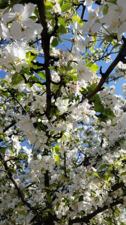 Plant Spotlight: Spring Flowering Trees