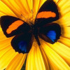 Foy profile image